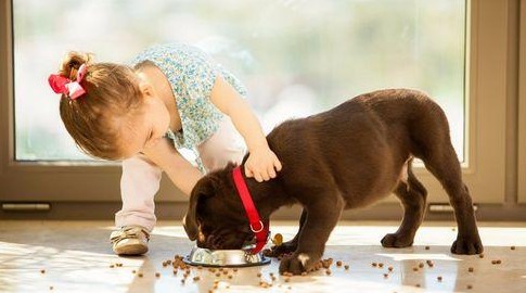 6种小型家庭护卫犬身子小却能看家颜值兼实力的存在