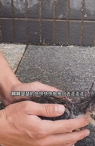 小奶猫用五个月治愈了四个壮汉...猫：我有四个花臂大爸