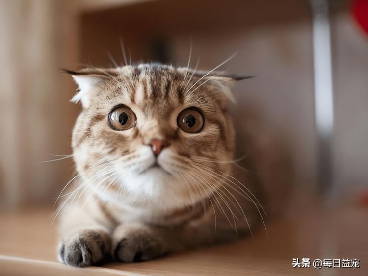 你是猫眼中的主人，还是地主家里的傻孩子？