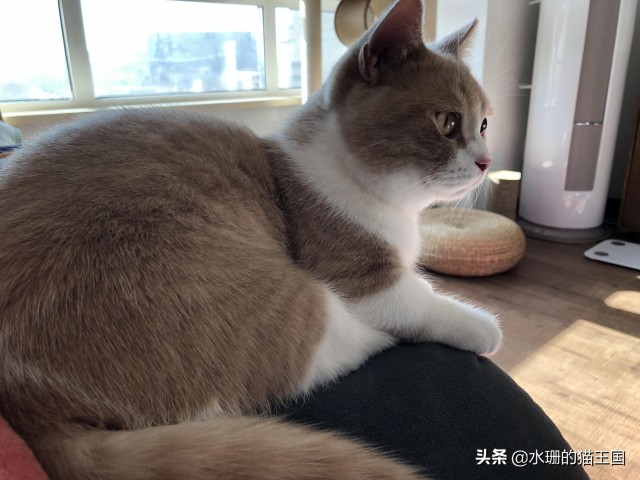 为什么你的猫的叫不来我的猫随叫随到哦！