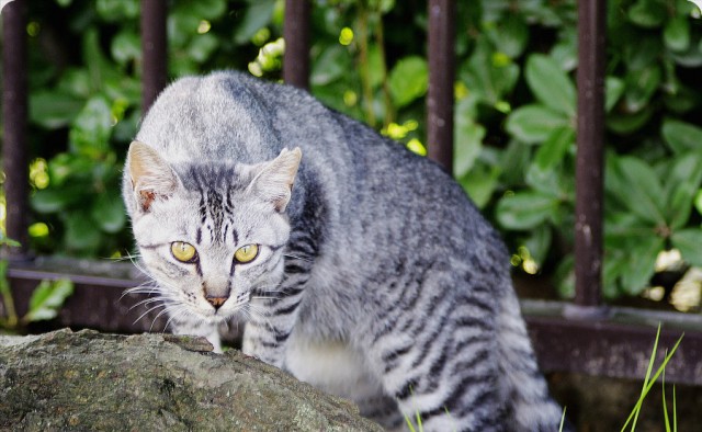 为什么野猫不能抱回家养这些原因很现实