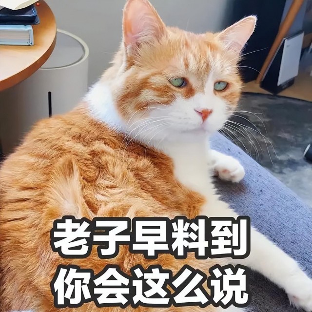 猫是怎样区分主人的？许多人不知道这六种方法