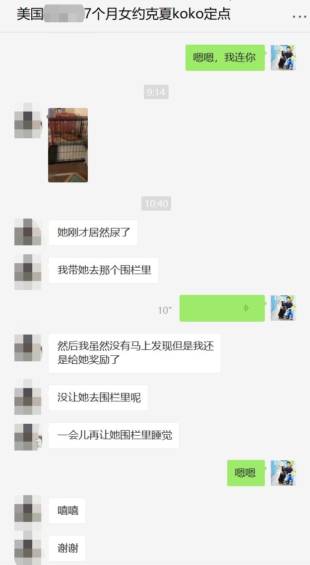 巨小萌训犬：一起生活的狗吉娃娃会定点大小便但约克夏就乱拉