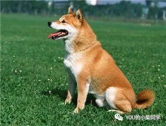 为什么柴犬这么贵？ 这些都取决于柴犬的价格