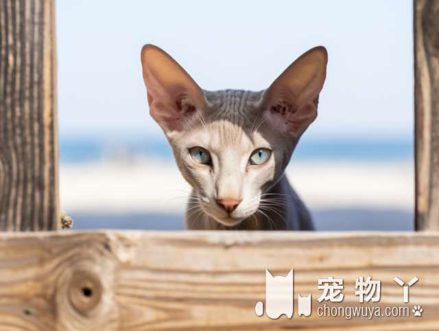 贝塔宠物医院是流浪猫的最佳选择吗?