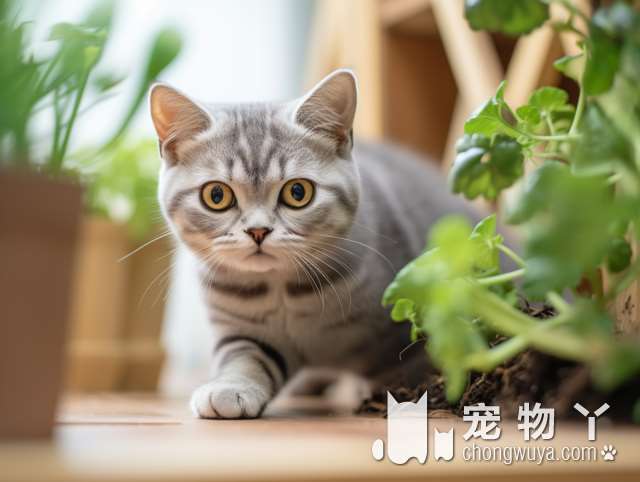 养一只拉布拉多犬，花了109万？请不要怀疑人生，这是真的